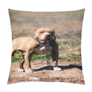Personality  Pit Bull Guard Pillow Covers
