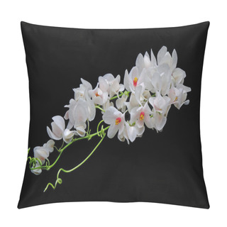 Personality  Mexican Creeper (Antigonon Leptopus), White Mexican Creeper Flowers Isolated On Black Background Pillow Covers
