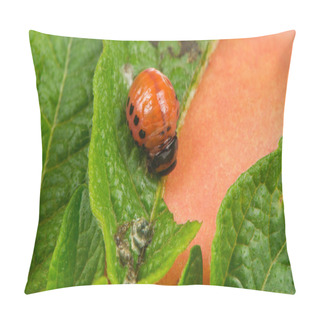 Personality  Colorado Potato Beetle Larva Eating Potato Leaf Pillow Covers