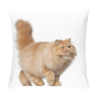 Personality  Persian Cat, 7 Months Old, In Front Of White Background Pillow Covers