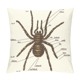 Personality  Illustration Of A Spider Anatomy Include All Name Of Animal Parts. Birdeater Species In Hand Drawn Or Engraved Style. Arachnology Pillow Covers
