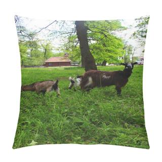 Personality  Mother Goat And Her Little Goats On The Meadow And A House In Background Pillow Covers