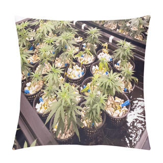 Personality  Hydroponic Beds Of Cannabis Seedlings. Cultivation Of Marijuana. Pillow Covers