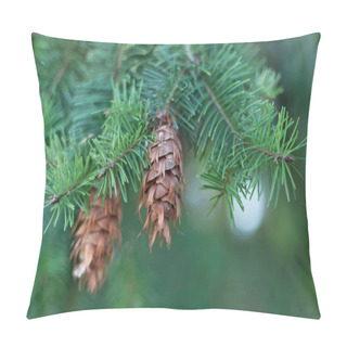 Personality  Cone Of A Douglas Fir Pillow Covers