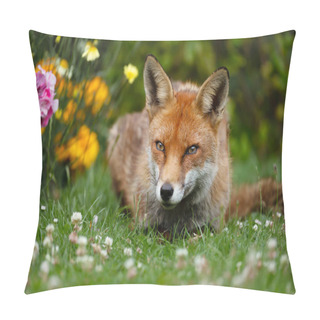 Personality  Close Up Of A Red Fox (Vulpes Vulpes) Lying In The Back Garden With Flowers, UK. Pillow Covers