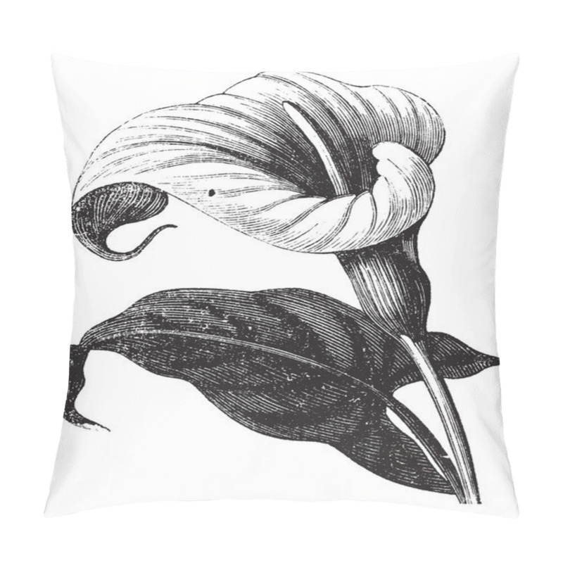 Personality  Zantedeschia aethiopica or Richardia Africana, flower, vintage e pillow covers