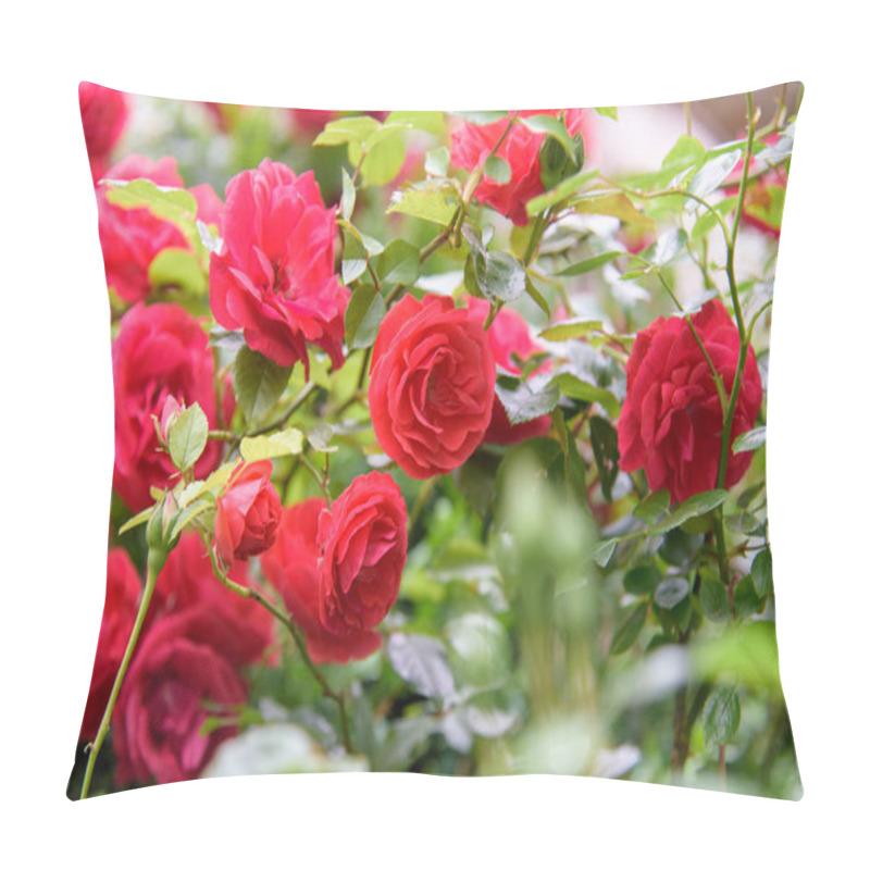 Personality  Closeup of rose bush flowers in summer garden during blossoming pillow covers