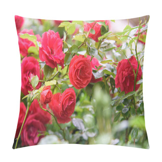 Personality  Closeup Of Rose Bush Flowers In Summer Garden During Blossoming Pillow Covers
