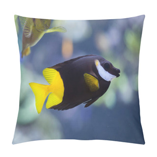 Personality  Bicolored Foxface (Siganus Uspi). Pillow Covers