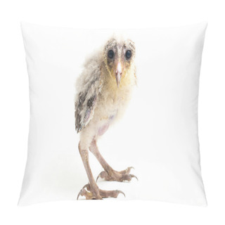 Personality  A Chick Of Barn Owl Tyto Alba Isolated On White Background Pillow Covers