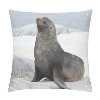Personality  Male Fur Seal Sitting On A Rock On The Coast. Pillow Covers