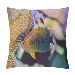 Personality  Potter's Angelfish, Centropyge Potteri, A Pygmy Angelfish, Endemic In Hawaii Pillow Covers