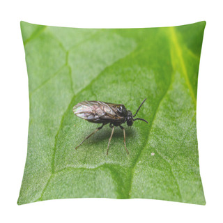 Personality  Aquilegia Sawfly Called Also Columbine Sawfly Pristiphora Rufipes. Common Pest Of Currants And Gooseberries In Gardens And Cultivated Plantations. Pillow Covers