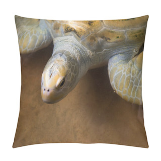 Personality  Beautiful Sea Turtle Pillow Covers
