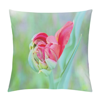 Personality  Beautiful Red Macro Tulip Over Green Blurred Background For Postcard Pillow Covers