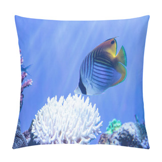 Personality  Raccoon Butterflyfish Chaetodon Lunula Pillow Covers