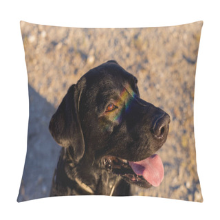 Personality  Cute Funny Black Labrador Dog With A Colorful Rainbow Gay Flag Reflection On His Eyes. Pride Festivity Concept. Lifestyle Outdoors. LGBT. Love Is Love Pillow Covers