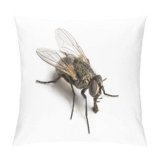 Personality  Dirty Common Housefly Pillow Covers