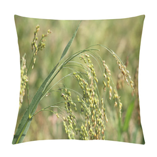 Personality  Proso Millet Pillow Covers