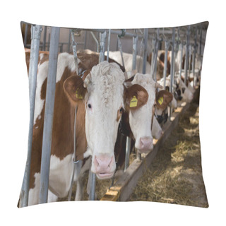 Personality  Cows Feeding In Stable Pillow Covers