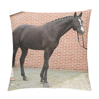 Personality  Beautiful Dutch Warmblood With Perfect Hair Style Pillow Covers