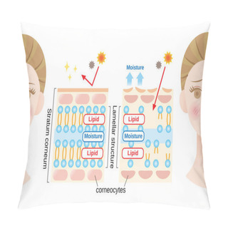 Personality  Healthy Skin And Dry Skin Diagram With Woman Face. Structure Of Stratum Corneum And Lamellar Structure, Which Play The Protective Role For Skin Barrier Functions. Beauty And Skin Care Concept Pillow Covers