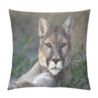 Personality  Mountain Lion Pillow Covers