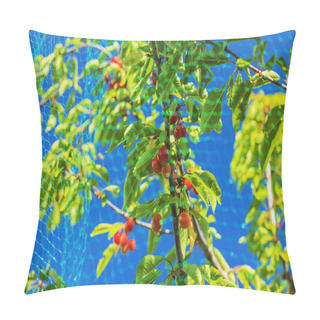 Personality  A Picturesque Scene Of Ripe Cherry Clusters Hanging From A Tree, Protected By A Mesh Bird Net. Pillow Covers