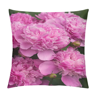 Personality  Group Of Pink Peonies In The Garden In The Summer. Pillow Covers