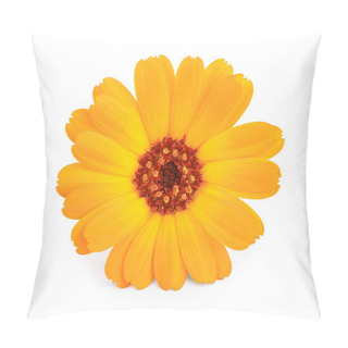 Personality  Calendula. Marigold Flower Isolated On White Background Pillow Covers