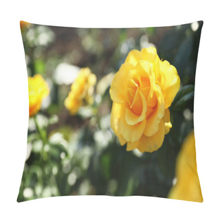 Personality  Beautiful Rose In Blooming Garden On Sunny Day Pillow Covers