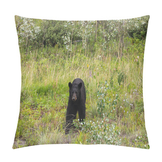 Personality  A Black Bear Is Looking Out Of A Forest In Canada Pillow Covers