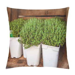 Personality  Close Up View Of Potted Thyme Plants With Green Leaves In Wooden Box  Pillow Covers