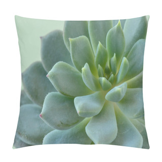 Personality  Macro Of Succulent Plant - Echeveria Pillow Covers