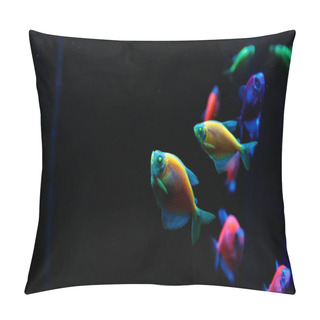 Personality  Macro Of A Beautiful  Glofiish Fish Pillow Covers