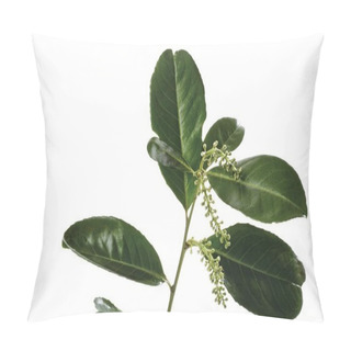 Personality  Cherry Laurel (Prunus Laurocerasus), Leaves And Sprouting Blossoms Pillow Covers