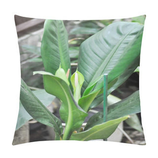Personality  Dieffenbachia Sp, Flower Or Wilsons Delight Or Dieffenbachia Plant And Flower On The Plant Pillow Covers