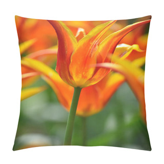 Personality  Ballerina Tulips At Windmill Island Tulip Garden Pillow Covers