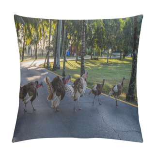 Personality  Cuba- Group Of Free Walking Turkey Birds And Crossing A Road. Turkey Is A One Of The Most Widespread Species Of Domestic Birds In Cuba. Pillow Covers