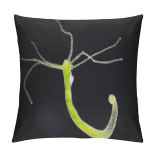 Personality  Hydra Is A Genus Of Small, Fresh-water Animals Of The Phylum Cnidaria And Class Hydrozoa. Pillow Covers