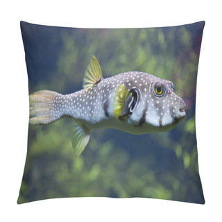 Personality  White-spotted Puffer (Arothron Hispidus) Pillow Covers