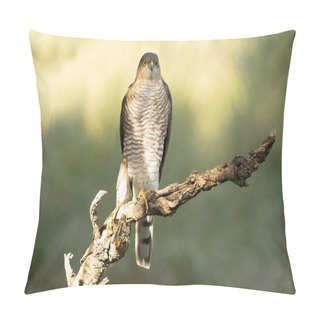 Personality  Adult Male Eurasian Sparrowhawk On Its Hunting Perch In The First Morning Light In A Mediterranean Forest In Autumn Pillow Covers