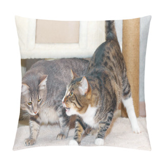 Personality  Two Tabby Mongrel Cats Play Near The Scratching Post And The Cat House. Pillow Covers