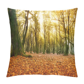 Personality  Autumn Forest In Bright Sun Light Pillow Covers