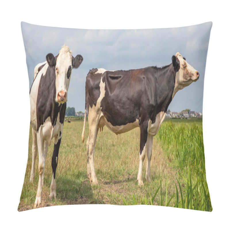 Personality  Two Mature Black And White Cows, Frisian Holstein, Standing In A Pasture Under A Blue Sky Sniffing In The Air. Pillow Covers