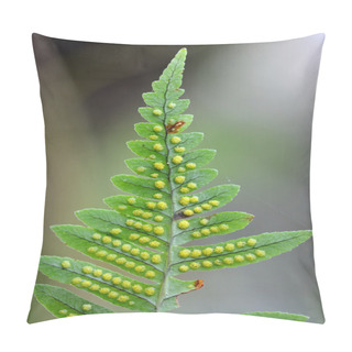 Personality  Polypody (Polypodium Vulgare) Showing Spores On Underside Pillow Covers
