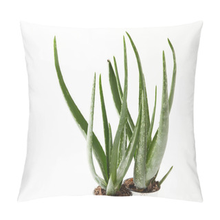 Personality  Close Up View Of Two Aloe Vera In Pots Isolated On White Background  Pillow Covers