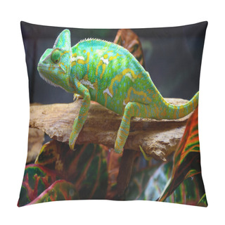 Personality  Colourful Chamaeleo Calyptratus Reptile Close-up For Sale In Zoo Shop Pillow Covers