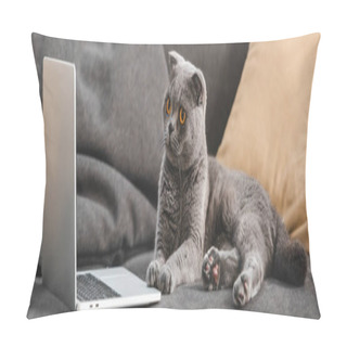 Personality  Gray Scottish Fold Cat Lying On Sofa And Looking At Laptop Pillow Covers