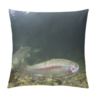 Personality  Rainbow Trout (Oncorhynchus Mykiss) Close-up Underwater In The Nature River Habitat. Underwater Photo In The Clean Little Creek.  Pillow Covers